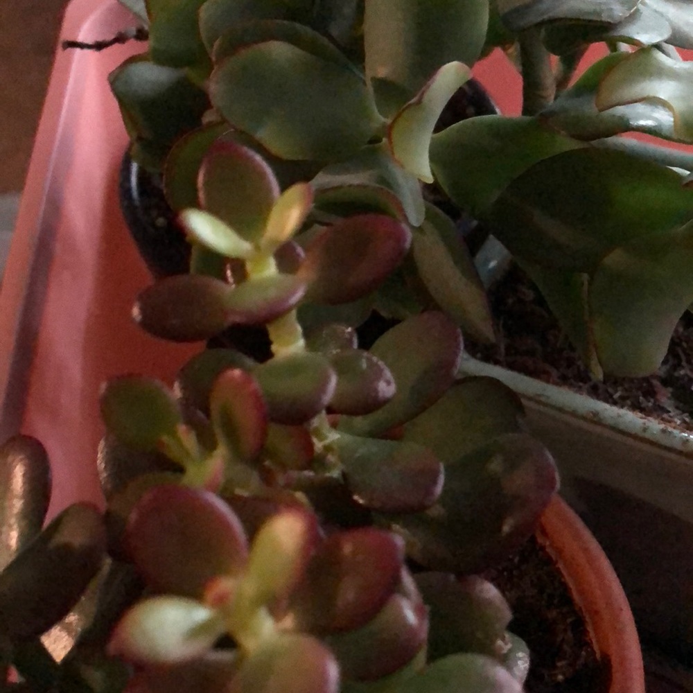 Meet your Posher, Chancey